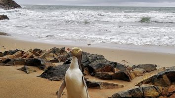 Pinguinul Hoiho, cunoscut și ca „pinguin-cu-ochi-galbeni”, a câștigat concursul „Pasărea Anului” din Noua Zeelandă
