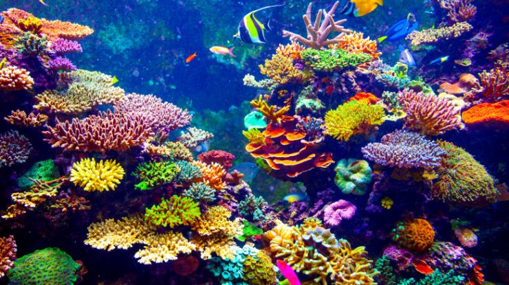 Oamenii de știință vor să inventeze un super-coral care să supraviețuiască crizei climatice