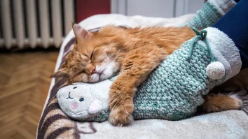 Dormi cu pisica în pat? Există riscul de transmitere a bolilor zoonotice. Explicațiile unui medic veterinar