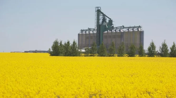 China ripostează la tarifele vamale impuse de Canada în cazul EV-urilor. Beijingul a demarat o anchetă privind importurile de canola