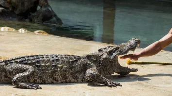 125 de crocodili au fost sacrificați în Thailanda din cauza ploilor. Animalele pot ajunge în satele vecine