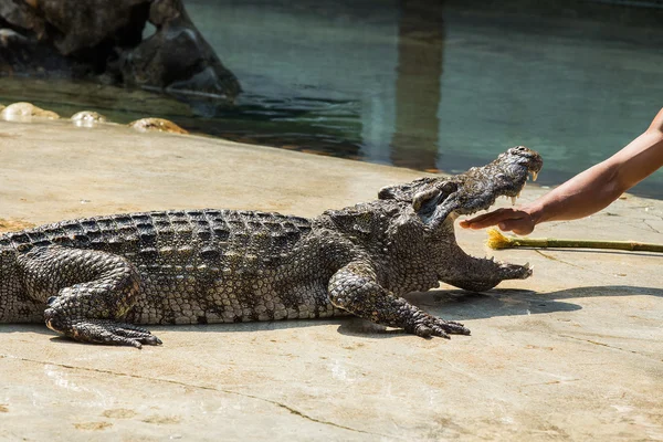 125 de crocodili au fost sacrificați în Thailanda din cauza ploilor