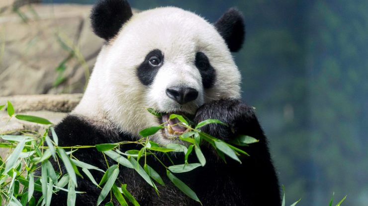 E scump să întreții un panda. Finlanda trimite înapoi în China urșii pe care i-a primit în 2018