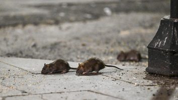 New York va folosi pilulele contraceptive pentru a opri înmulțirea șobolanilor