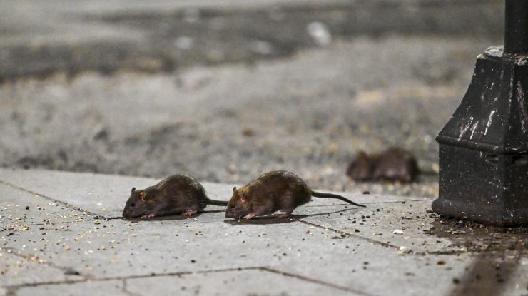 New York va folosi pilulele contraceptive pentru a opri înmulțirea șobolanilor