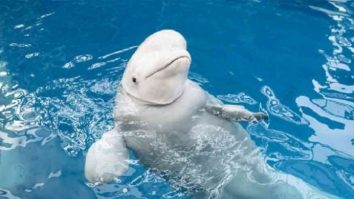 Balena suspectată că era spion rus a fost ucisă. Activiștii vor dreptate pentru „Hvaldimir”