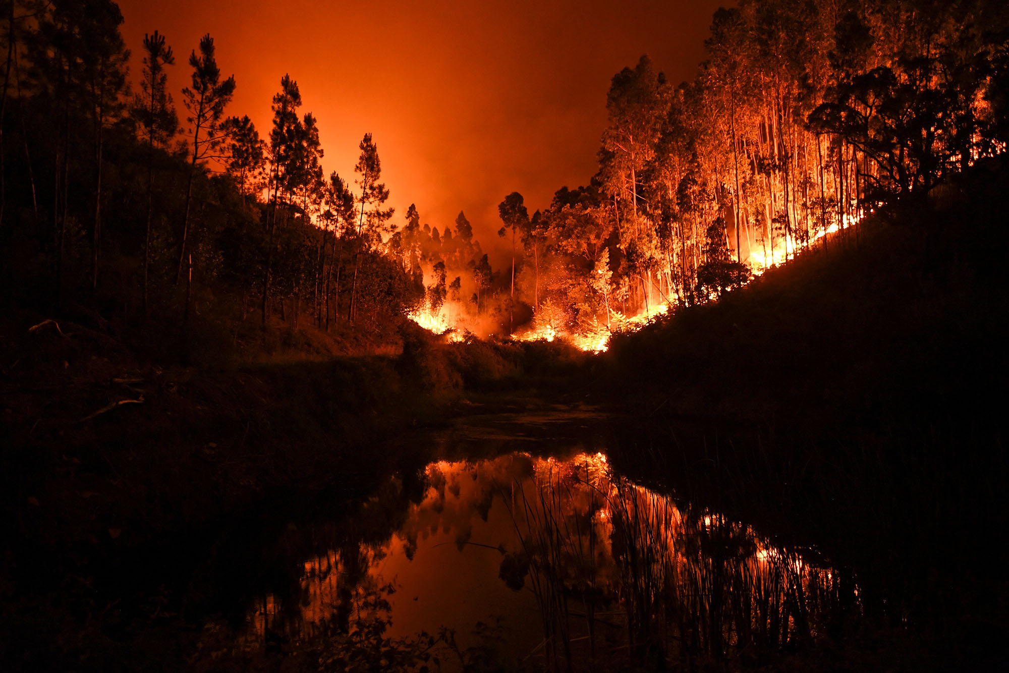 Incendiile din Portugalia au devastat 100.000 hectare de pădure