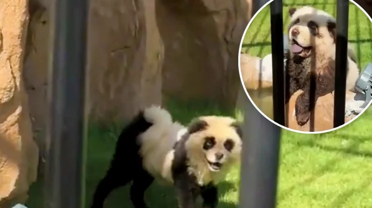 „Made in China”. O grădină zoologică a recunoscut că animalele sale vedetă nu sunt urși panda, ci câini pictați