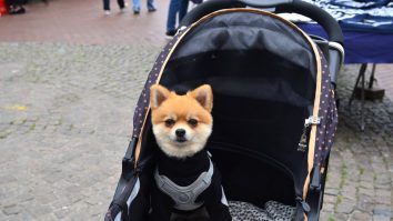 Țara în care cărucioarele pentru câini se vând mai mult decât cele pentru copii. Peste 6 milioane de familii au animale de companie