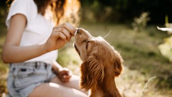 Un nou studiu arată că activitatea cerebrală a câinilor și a oamenilor se poate sincroniza atunci când se privesc în ochi