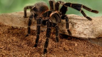 „Expoziția de fobii” de la Cluj-Napoca oferă șansa de a-ți depăși frica de reptile. Organizator: „Avem și cele mai mari specii de tarantule din în lume”