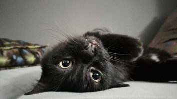 Ziua pisicilor negre este sărbătorită la Muzeul Antipa. Psiholog: „Ele erau privite ca tovarăși ai vrăjitoarelor”