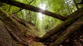 România e pe locul 9 mondial în conservarea naturii. Protejăm pădurile în realitate, sau doar pe hârtie?