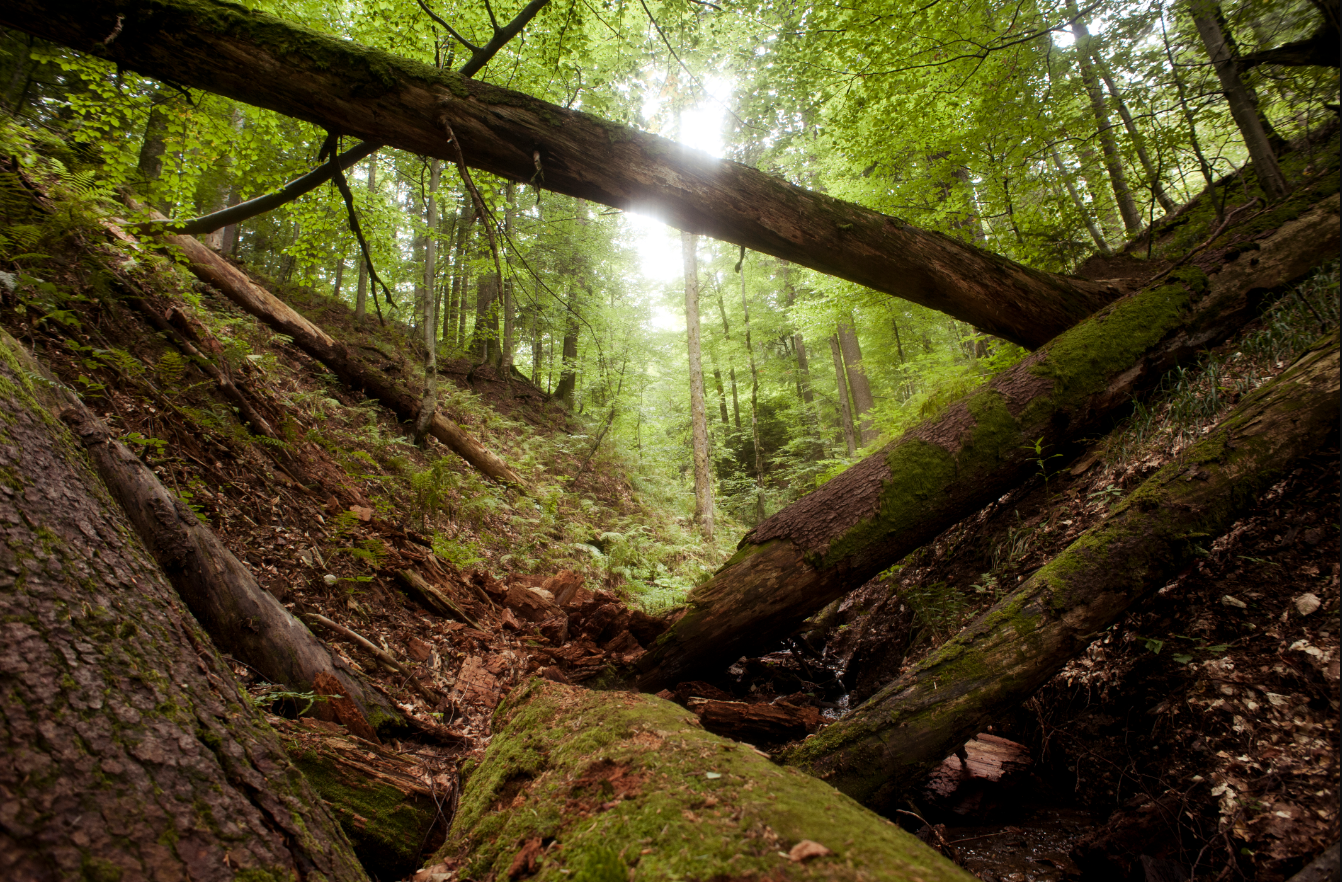 România e pe locul 9 mondial în conservarea naturii. Protejăm pădurile în realitate, sau doar pe hârtie?