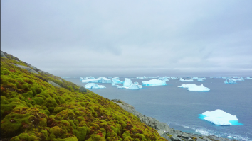 STUDIU. Vegetația crește în Antarctica într-un ritm alarmant pe măsură ce clima se încălzește