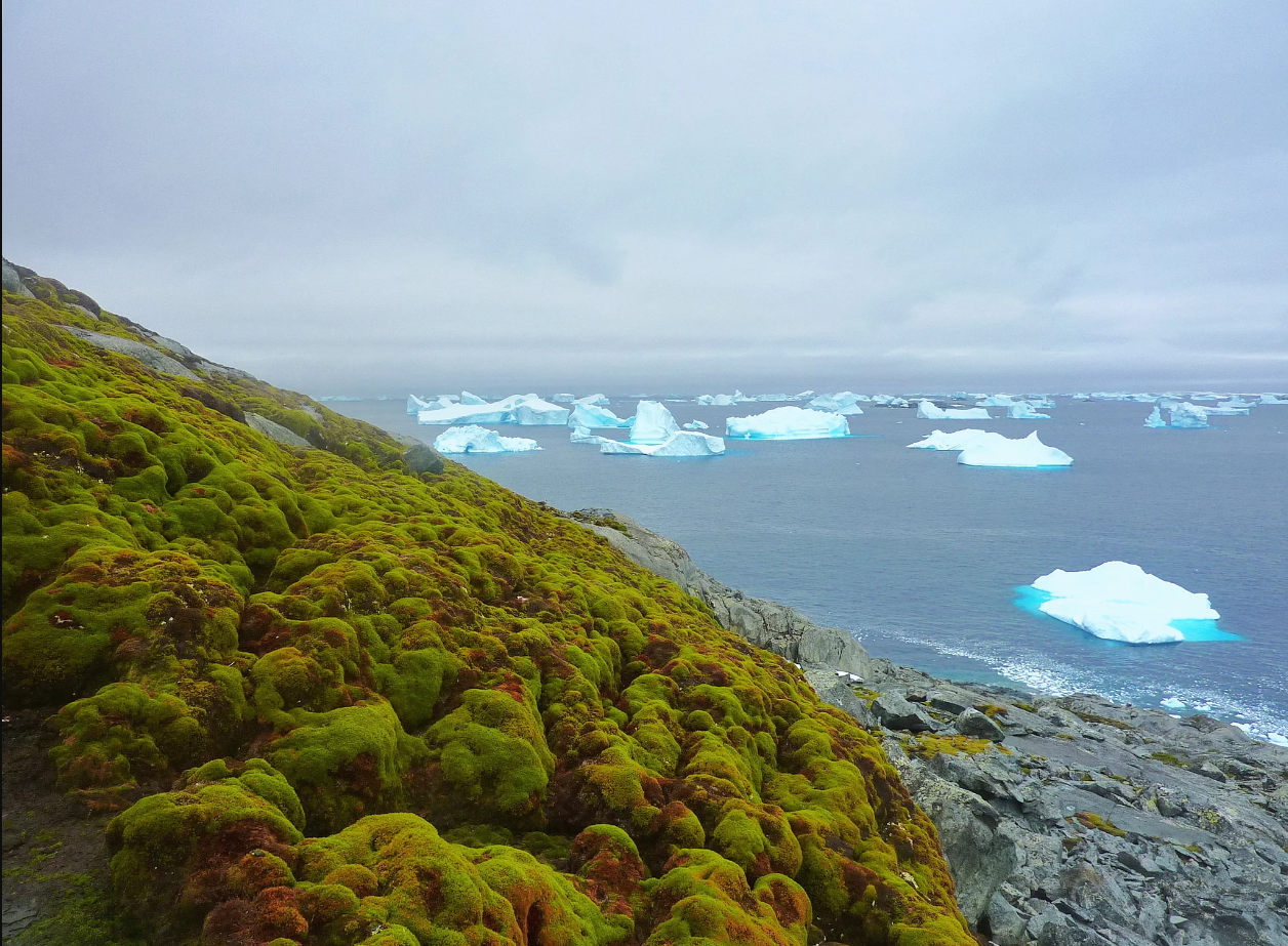 STUDIU. Vegetația crește în Antarctica într-un ritm alarmant pe măsură ce clima se încălzește