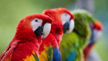 Un oraș argentinian este invadat de papagali. Numărul păsărilor l-a depășit pe cel al locuitorilor