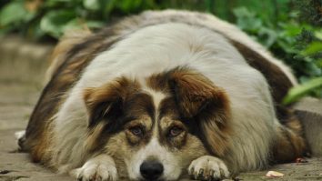 Jumătate dintre câinii din Marea Britanie suferă de obezitate