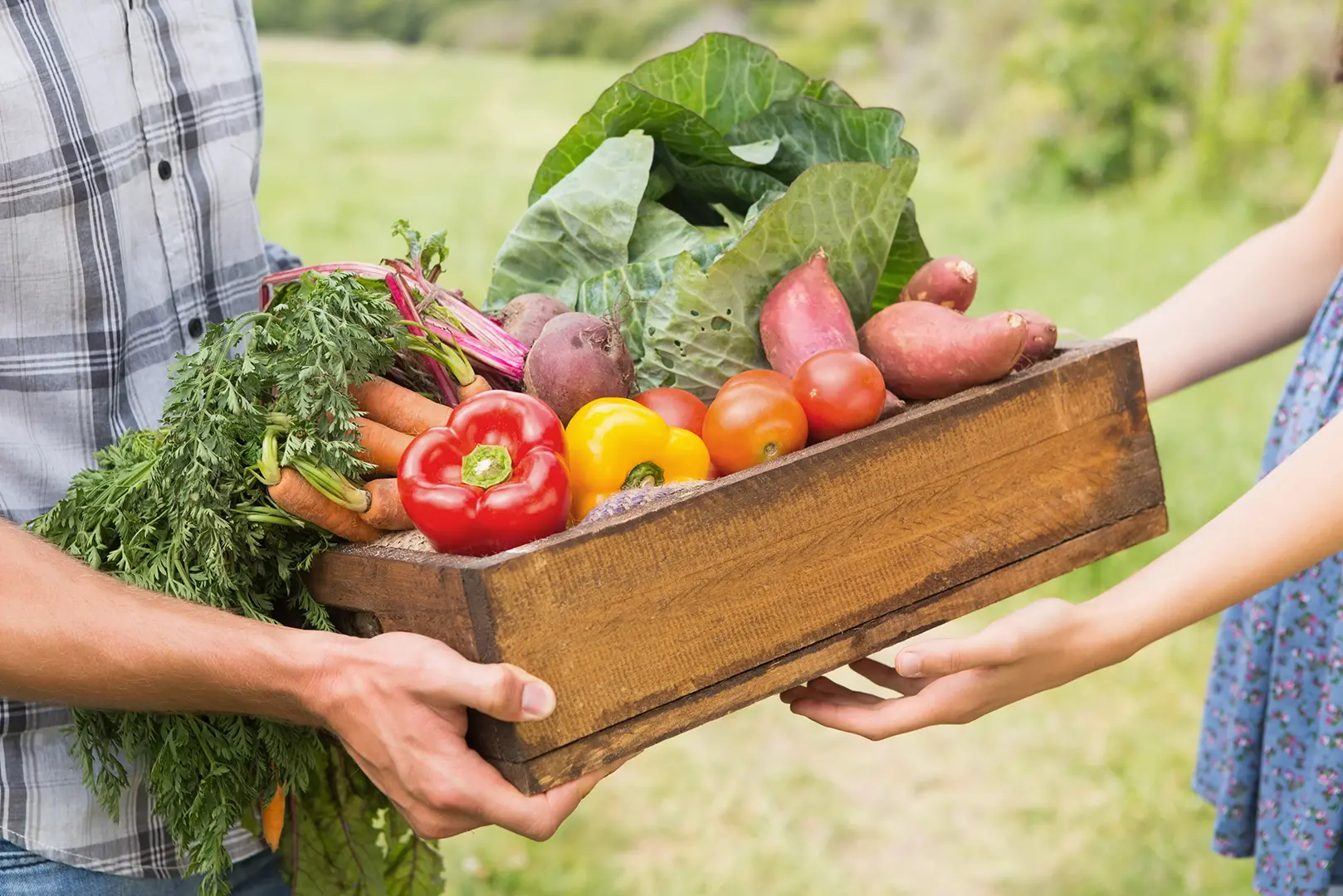 Legumele autohtone sunt o raritate pe meniurile restaurantelor. Ce spun fermierii români