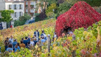 La Paris a început a 91-a ediție a culesului viei în Montmartre. Podgoria produce unul dintre cele mai scumpe vinuri din lume