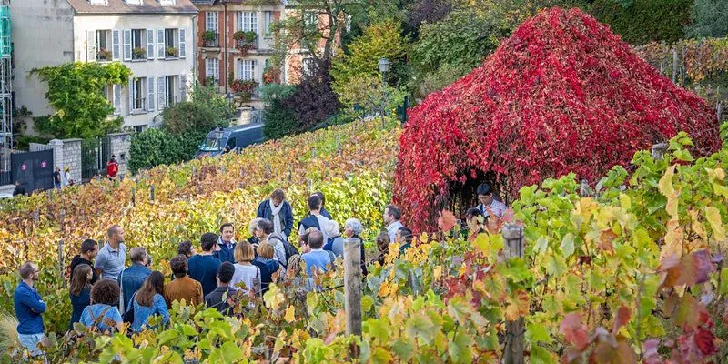 La Paris a început a 91-a ediție a culesului viei în Montmartre. Podgoria produce unul dintre cele mai scumpe vinuri din lume