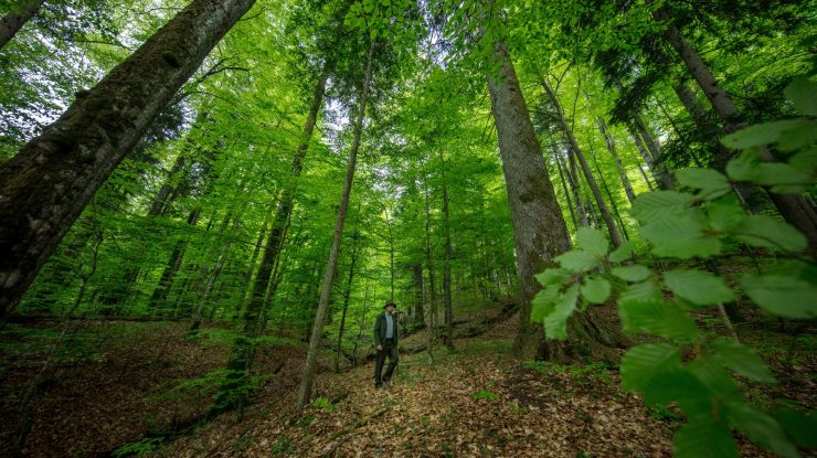 Astăzi, România celebrează Ziua Națională a Pădurilor. 11 milioane de arbori au fost tăiați oficial din pădurile din România în ultimii 10 ani