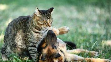 Vrei un animal de companie? Ce trebuie să știi atunci când îți cauți o pisică sau un câine