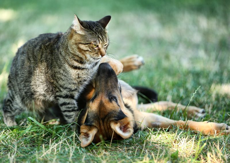 Vrei un animal de companie? Ce trebuie să știi atunci când îți cauți o pisică sau un câine