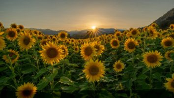 Cercetătorii de la USMV Cluj au obținut floarea-soarelui rezistentă la secetă. Cum acționează bacteria Rhizobium