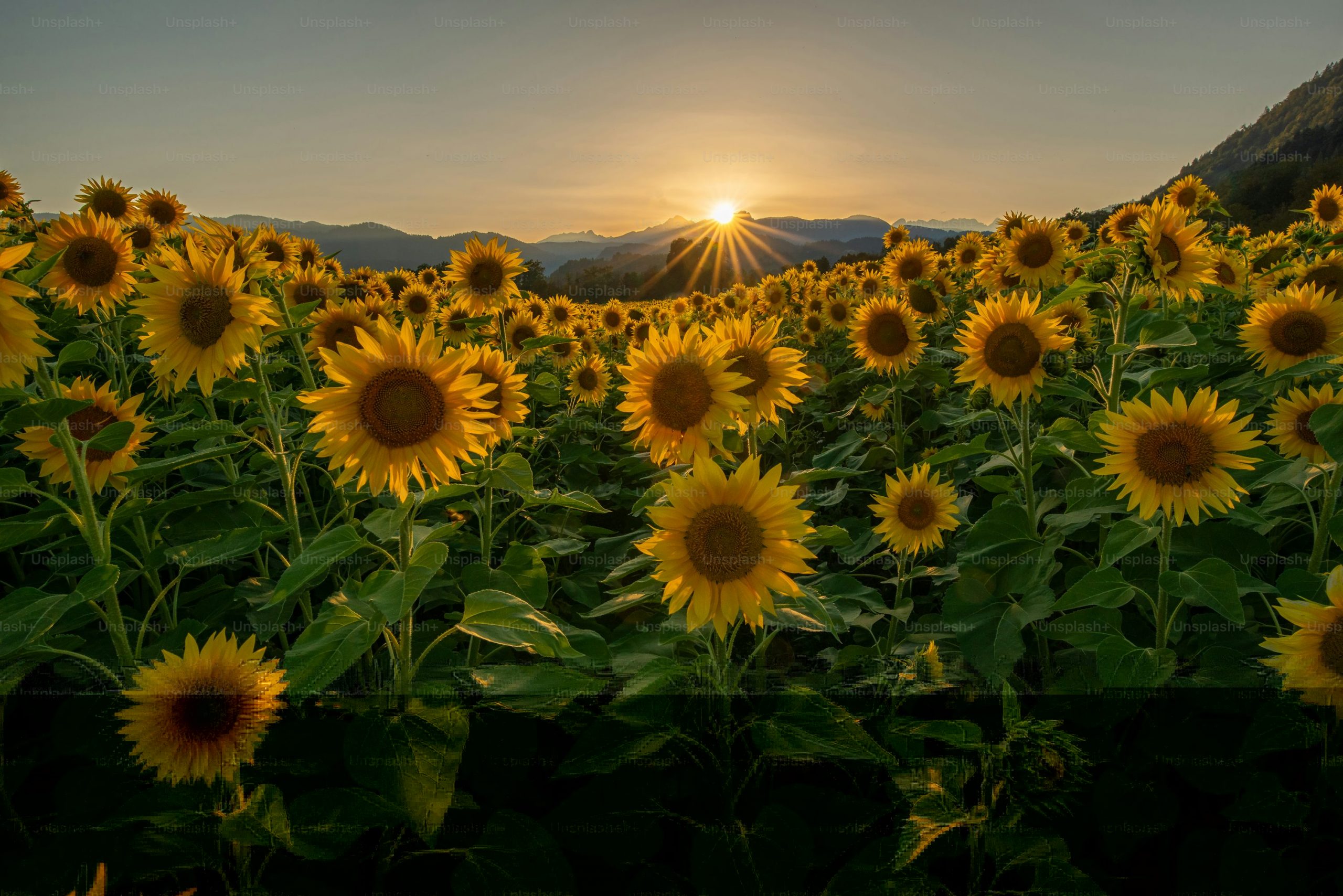 Cercetătorii de la USMV Cluj au obținut floarea-soarelui rezistentă la secetă. Cum acționează bacteria Rhizobium