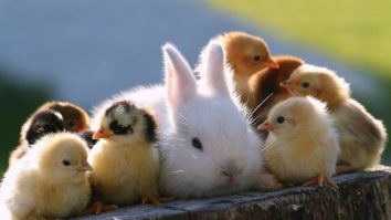 Îmbătrânirea reduce sociabilitatea atât la oameni, cât și la animale