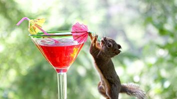 Zeci de animale au introdus alcoolul în dieta lor. Ce specii consumă cantități nelimitate