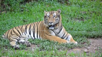 Epidemia de gripă aviară ucide zeci de tigri și trei lei în grădinile zoologice din Vietnam