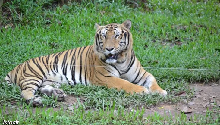 Epidemia de gripă aviară ucide zeci de tigri și trei lei în grădinile zoologice din Vietnam