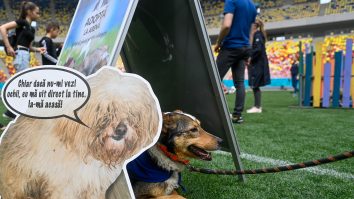 Târgul de adopție ASPA te primește cu bucurie în București. Tu își cauți un blănos?