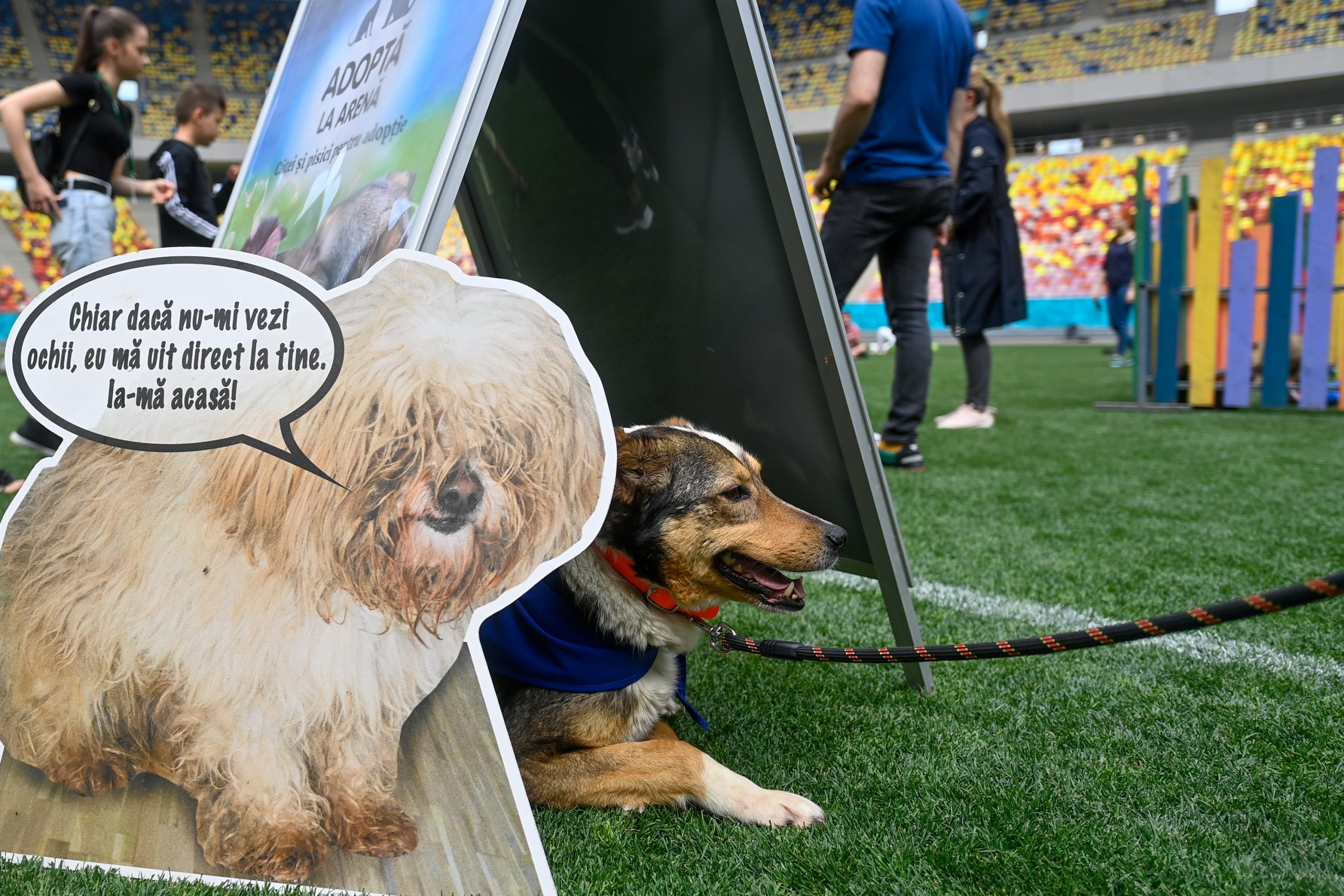 Târgul de adopție ASPA te primește cu bucurie în București. Tu își cauți un blănos?