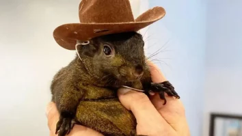 Veverița Peanut, celebră pe Instagram, a fost confiscată de autoritățile americane. O petiție pentru returnarea animalului are mai mult de 20.000 de semnături