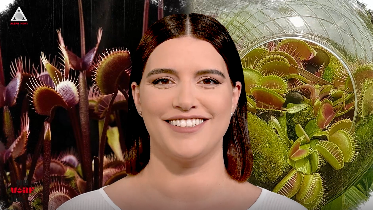 Un vârf de…Capcana lui Venus