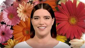 Un vârf de…Gerbera
