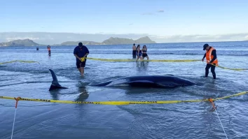 Aproape 30 de balene au fost salvate de pe o plajă din Noua Zeelandă