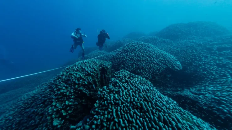 Cel mai mare coral cunoscut din lume poate fi văzut din spațiu