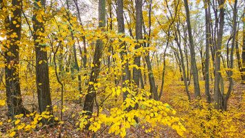 Noul cod silvic intră astăzi în dezbatere la Camera Deputaților, for decizional, pe agenda Comisiei pentru mediu și echilibru ecologic