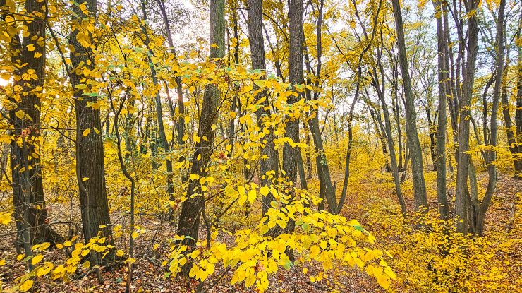 Noul cod silvic intră astăzi în dezbatere la Camera Deputaților, for decizional, pe agenda Comisiei pentru mediu și echilibru ecologic