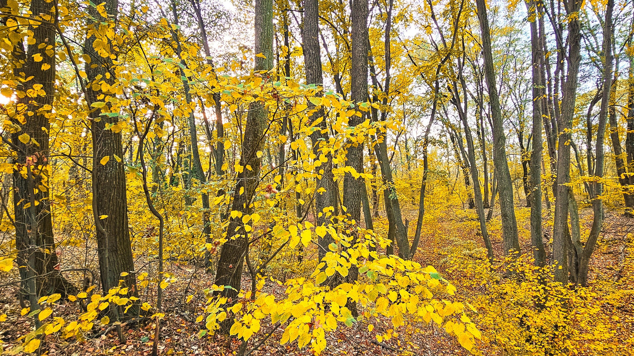 Noul cod silvic intră astăzi în dezbatere la Camera Deputaților, for decizional, pe agenda Comisiei pentru mediu și echilibru ecologic