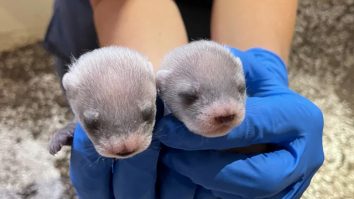 O clonă a devenit mamă. Antonia, mama clonată, are un ADN de trei ori mai valoros decât media speciei