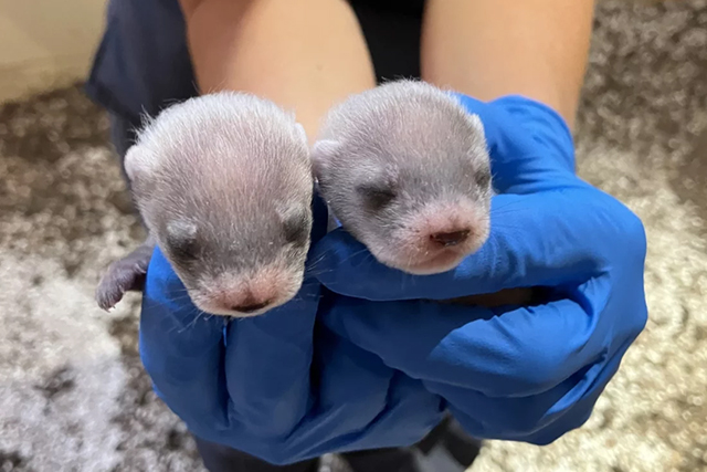 O clonă a devenit mamă. Antonia, mama clonată, are un ADN de trei ori mai valoros decât media speciei