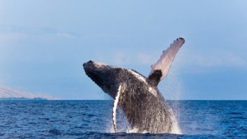 Președintele Islandei este îndemnat să suspende licența pentru ultimul vânător de balene din Europa