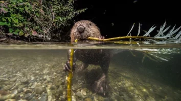 Braşovul vrea să înființeze un centru de informare despre castori. Acesta va avea 2.800 de mp și va fi finanțat din bani europeni