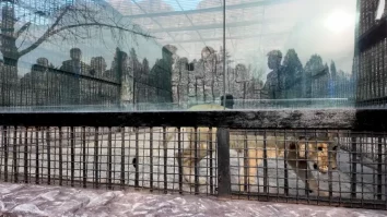 Putin a trimis peste 70 de animale, inclusiv un leu și doi urși bruni, la grădina zoologică din Pyongyang. Președintele rus i-a trimis mai multe cadouri lui Kim Jong-Un