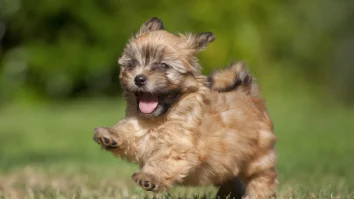 Câinii mici sunt mai inteligenți decât cei de talie mare. Cercetătorii francezi au analizat 170 de rase